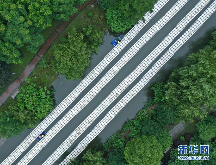 (社会)(3)城市里的“水上稻田”