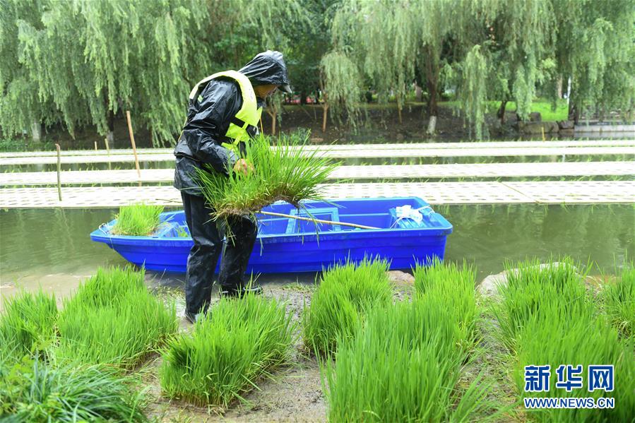 (社会)(4)城市里的“水上稻田”