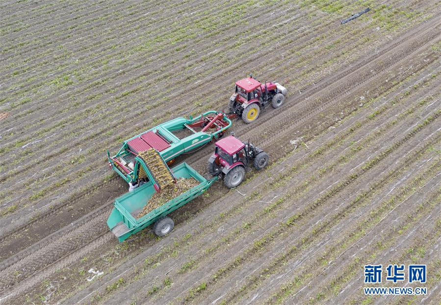 （经济）（1）河北滦南：壮大蔬菜产业 助力乡村振兴