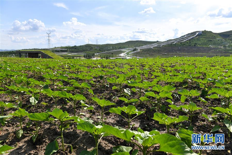 (环境)(3)乌兰浩特:荒山治理修复变景区