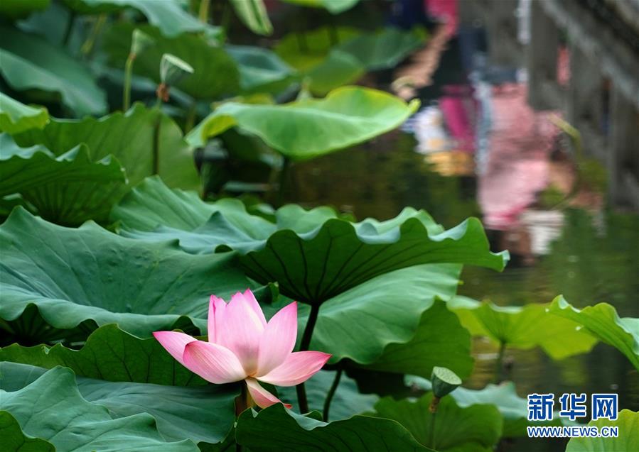 (环境)(4)夏日赏荷