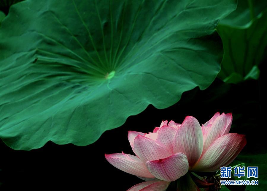 (环境)(5)夏日赏荷