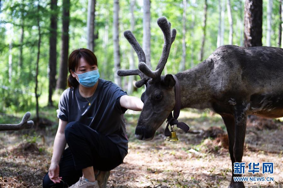 （新华全媒头条·走向我们的小康生活·图文互动）（9）走出山林奔小康——鄂温克族迎来新生活