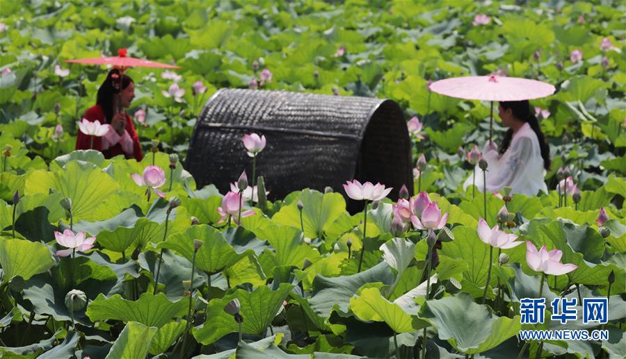 #（新华视界）（1）河南武陟：荷叶田田迎客来