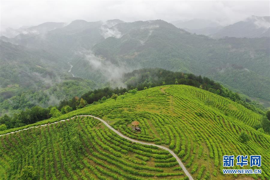 （走向我们的小康生活·图文互动）（8）绿了青山，红了日子——秦巴山区群众绘出小康“调色板”