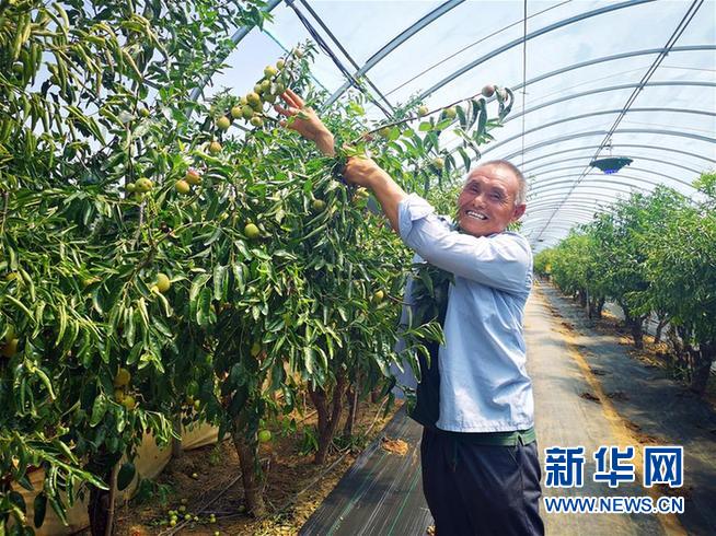 （乡村振兴·图文互动）（3）一颗枣的力量