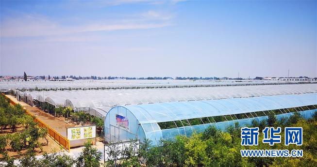 （乡村振兴·图文互动）（2）一颗枣的力量