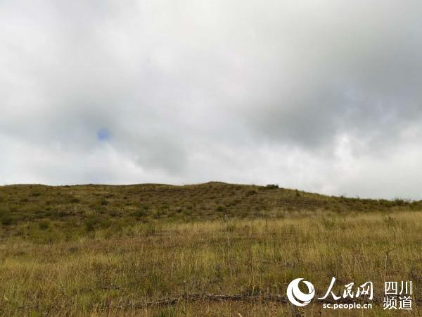 荒坡被高山柳沙障编成的网围栏覆盖。郭莹 摄