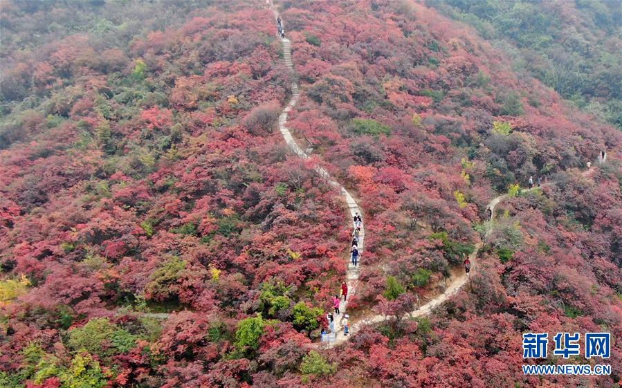 （美丽中国）（1）河南巩义：层林尽染醉金秋