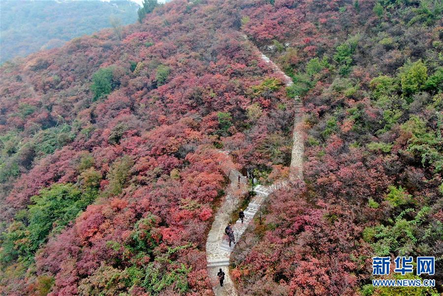 （美丽中国）（2）河南巩义：层林尽染醉金秋