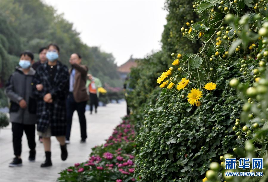 （新华视界）（5）河南开封：古城菊香迎客来