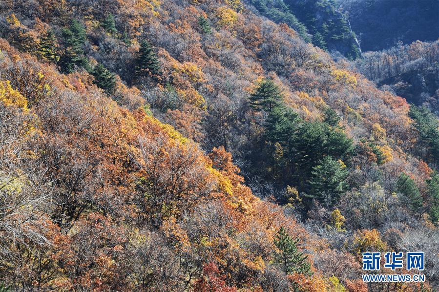 （环境）（5）山西霍州：山林“调色板”