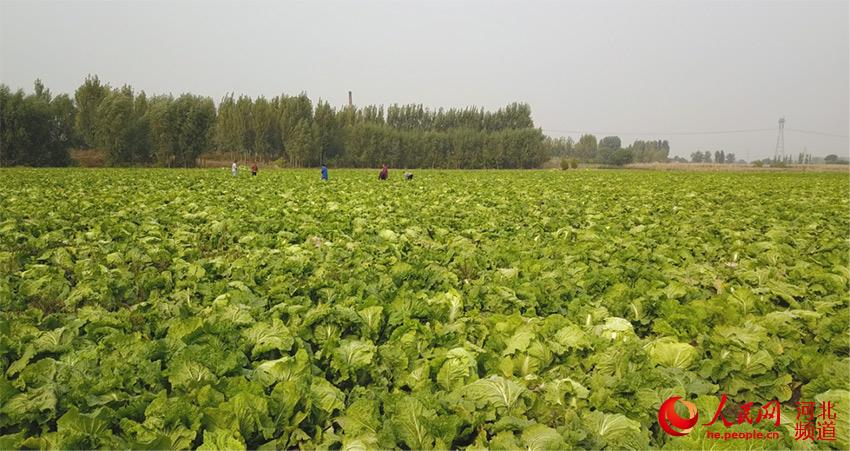 河北省平乡县节固乡豆庄村的150亩滏河贡白菜种植基地。 李国军摄