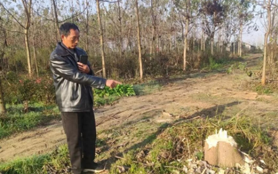 河南一公司与乡政府签约建生态林，几年后乡政府派人砍树称其违法占用耕地