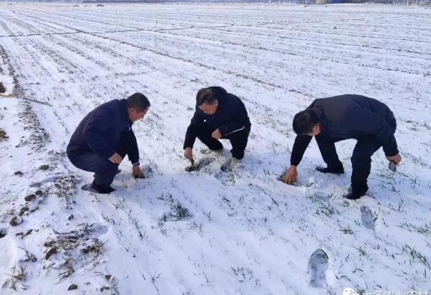 大名县农业农村局深入田间调研指导雨雪后农业生产