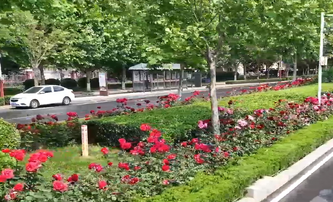 千城胜景｜河北鸡泽：月季蔷薇 满城芬芳