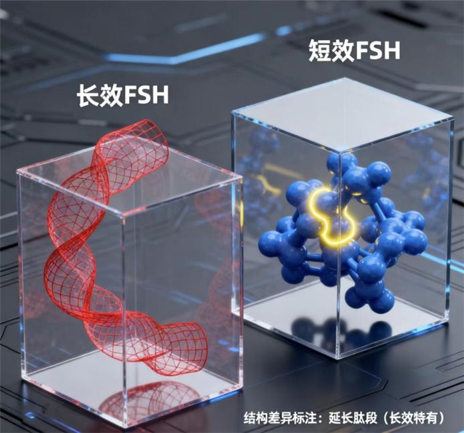 深度解析短效FSH与长效FSH的优势