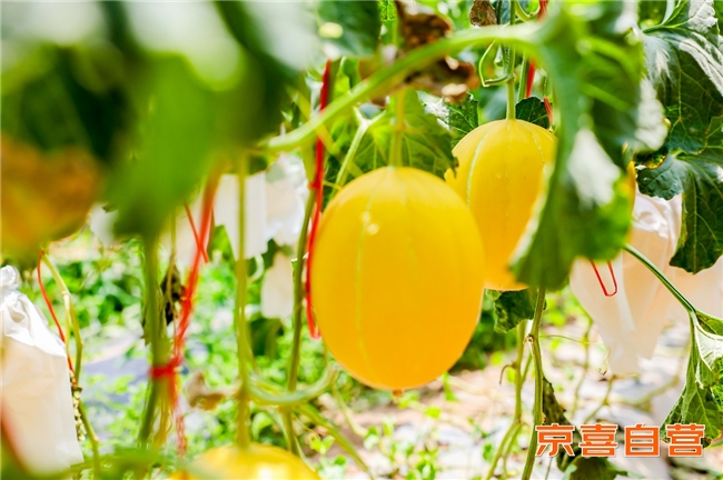 京东京喜“科技兴农” 响应国家种业振兴战略 推宁夏沙漠蜜瓜