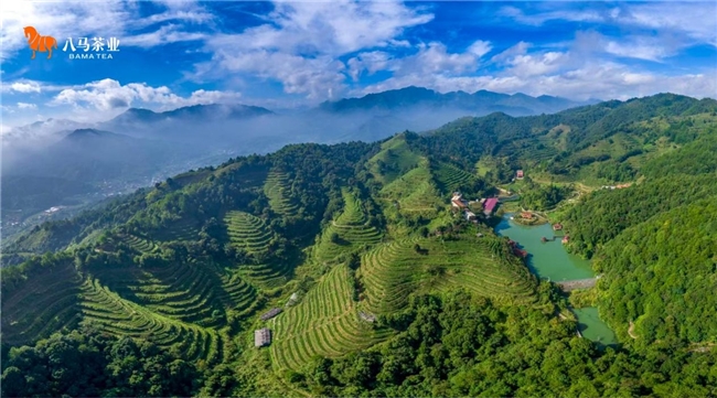 八马上市赋能全产业链升级 六大超级工程筑牢世界一流茶企根基