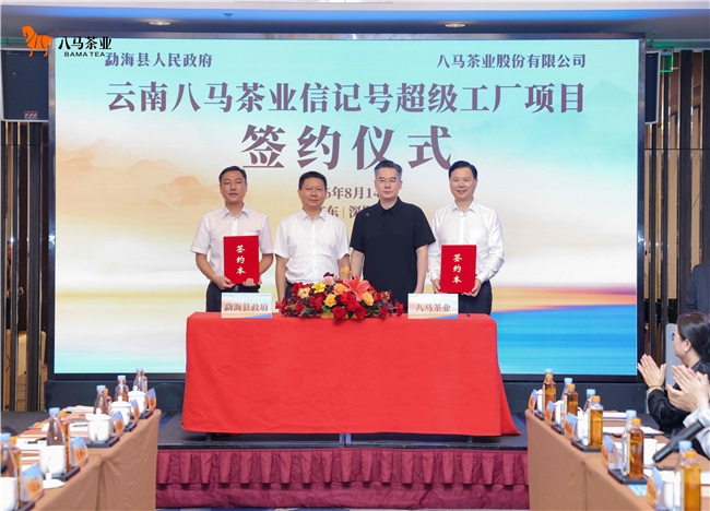 八马上市后落子勐海核心产区,三百年制茶世家数智赋能老字号焕新